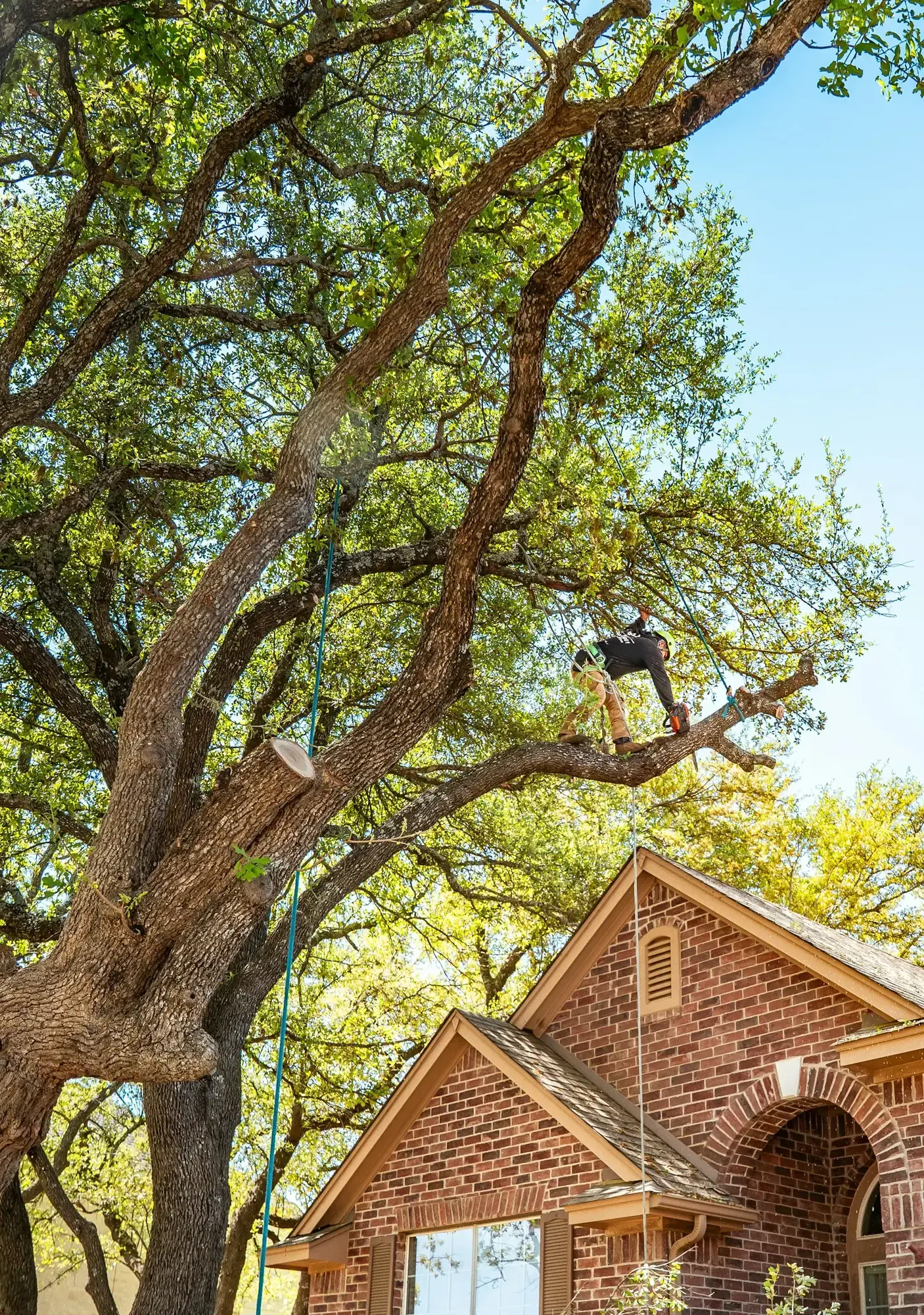 A tree crew trimming a large tree in the front yard of a house