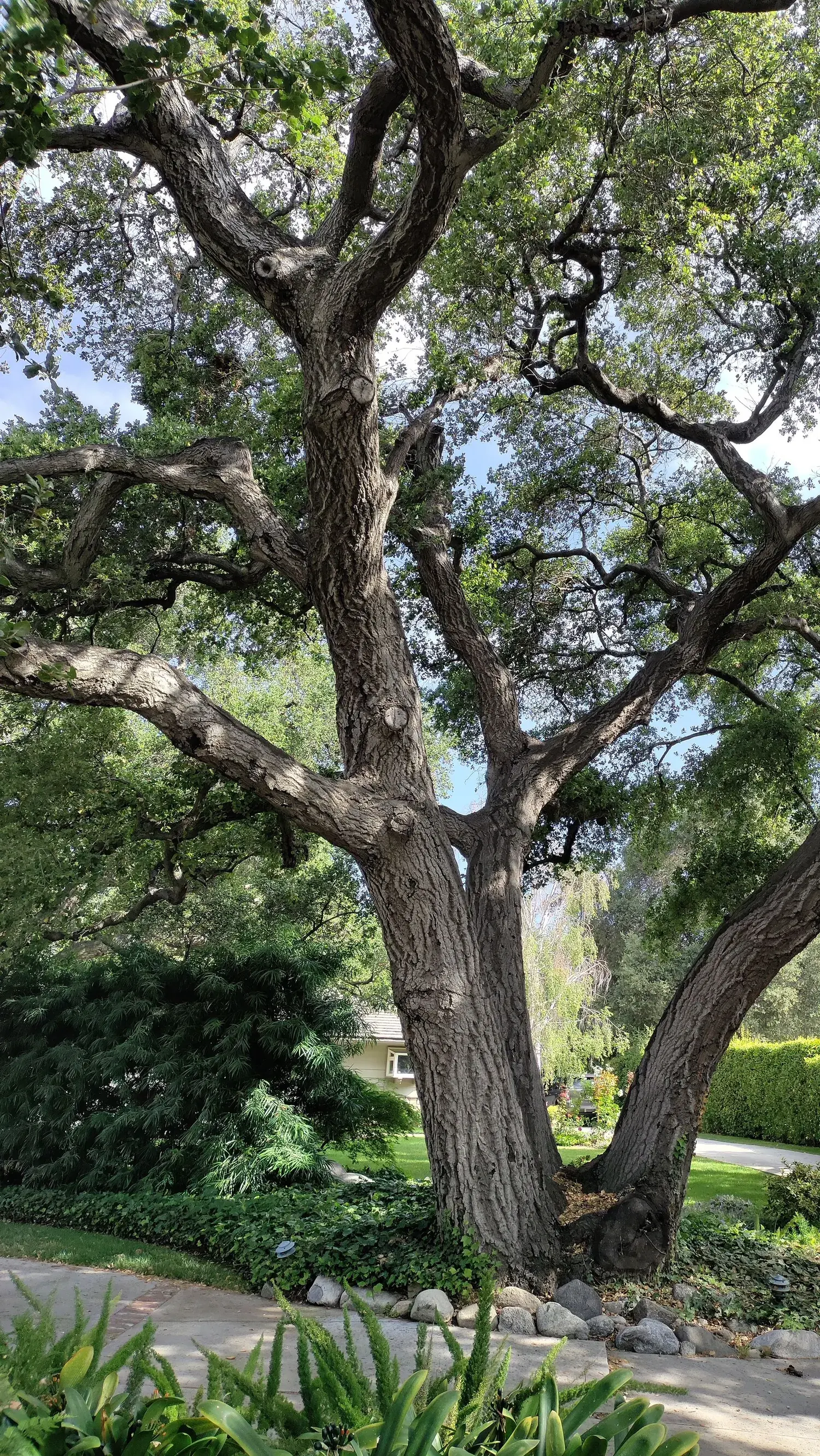 A large multi-trunk oak spreading over the front yard of a California home