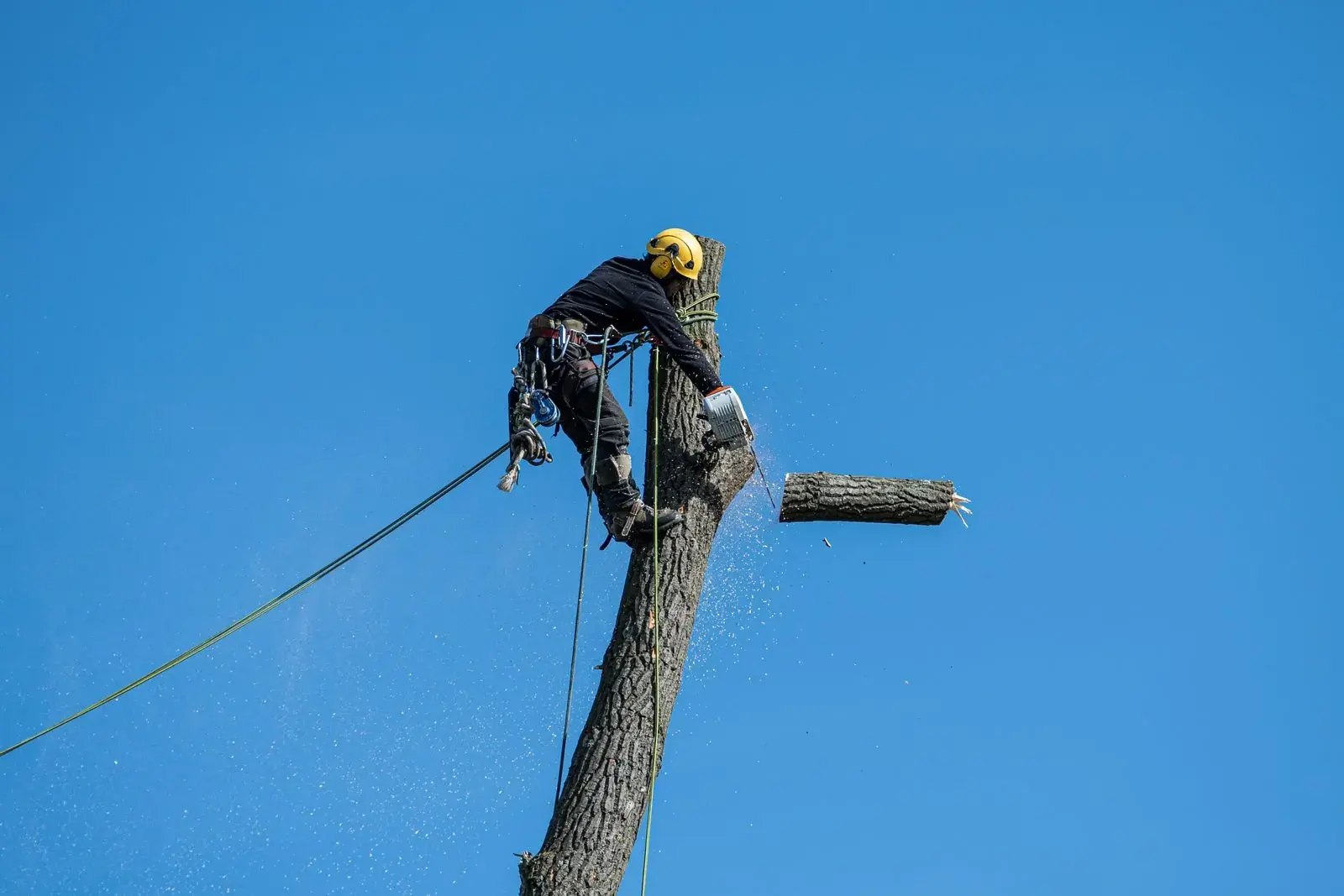 A climber on ropes cutting a section off the top of a tall trunk during a tree removal