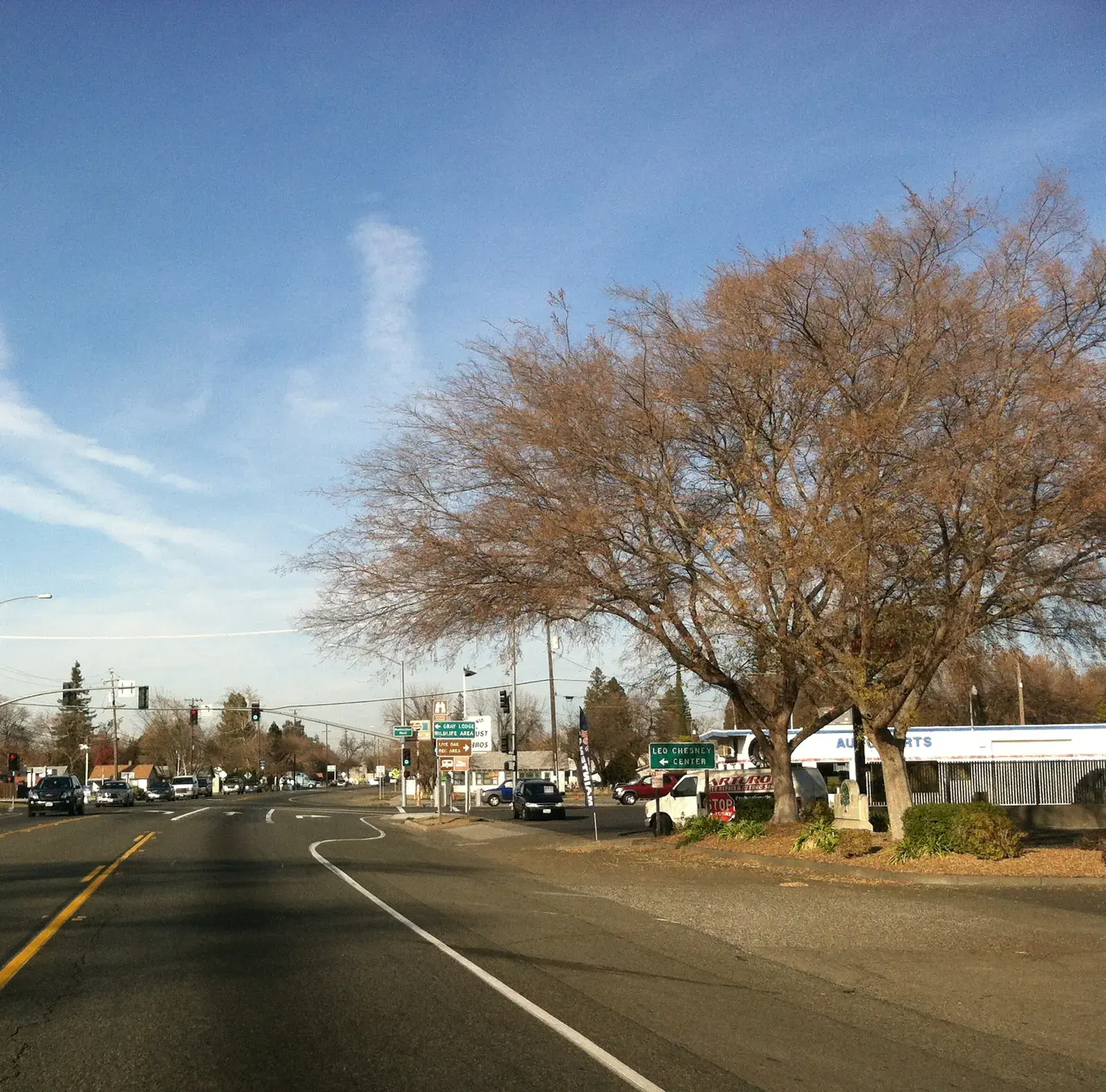 Large shade tree in winter color beside Highway 99, which runs through Live Oak as Live Oak Boulevard, near Pennington Road