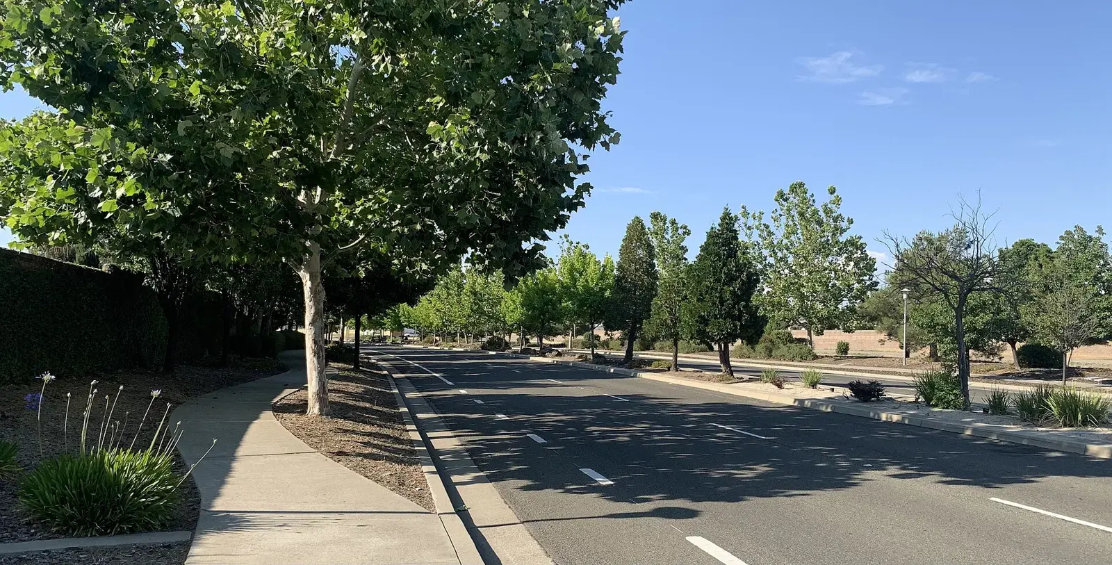 Shade trees along a detached sidewalk on River Oaks Boulevard in Plumas Lake, California