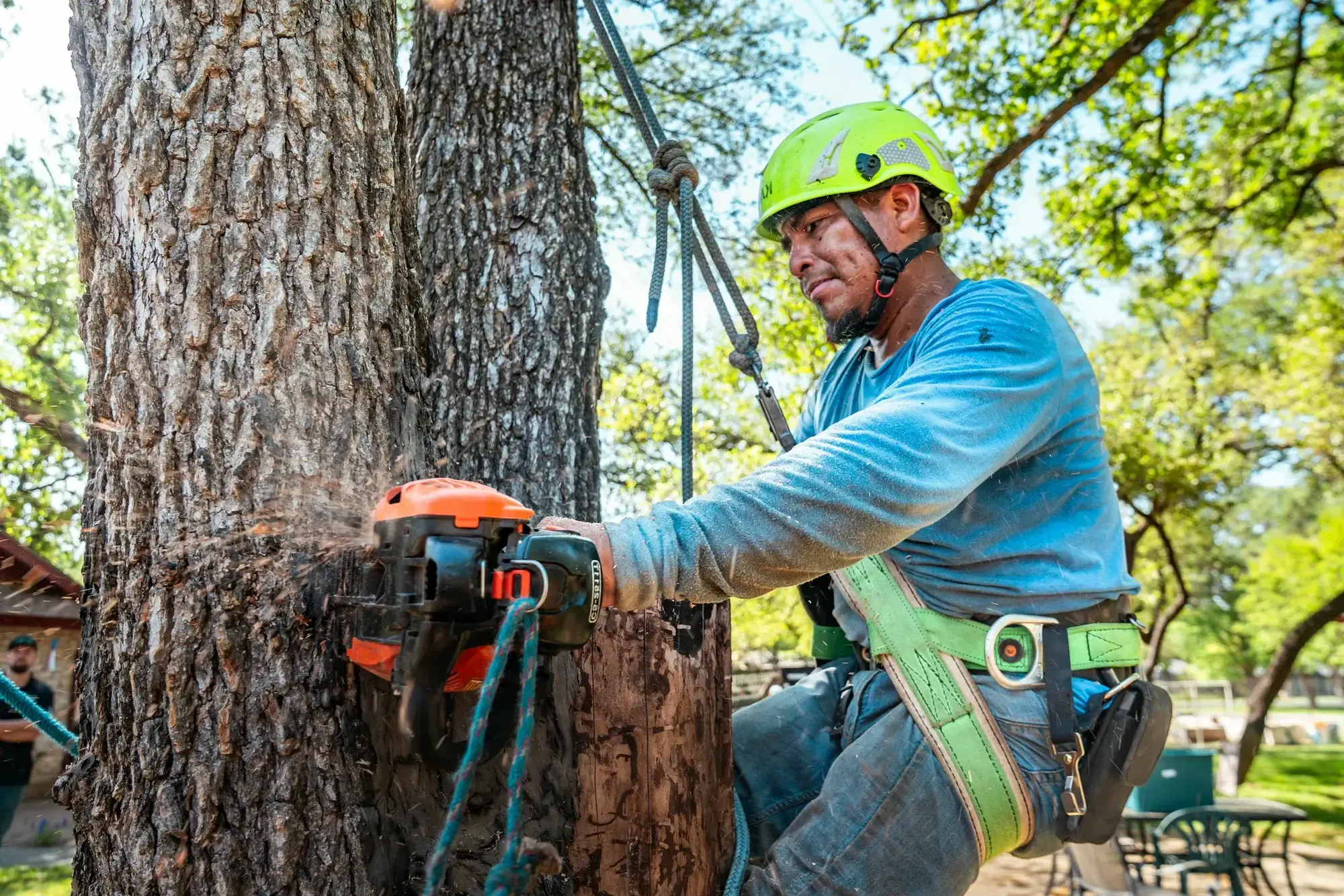 An arborist cutting through a tree trunk with a chainsaw