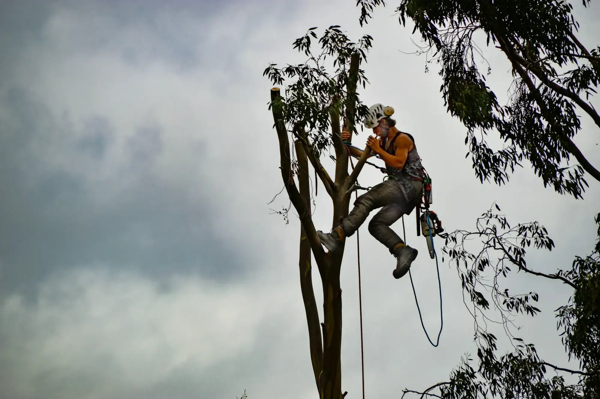 A tree climber roped into the crown of a tall eucalyptus