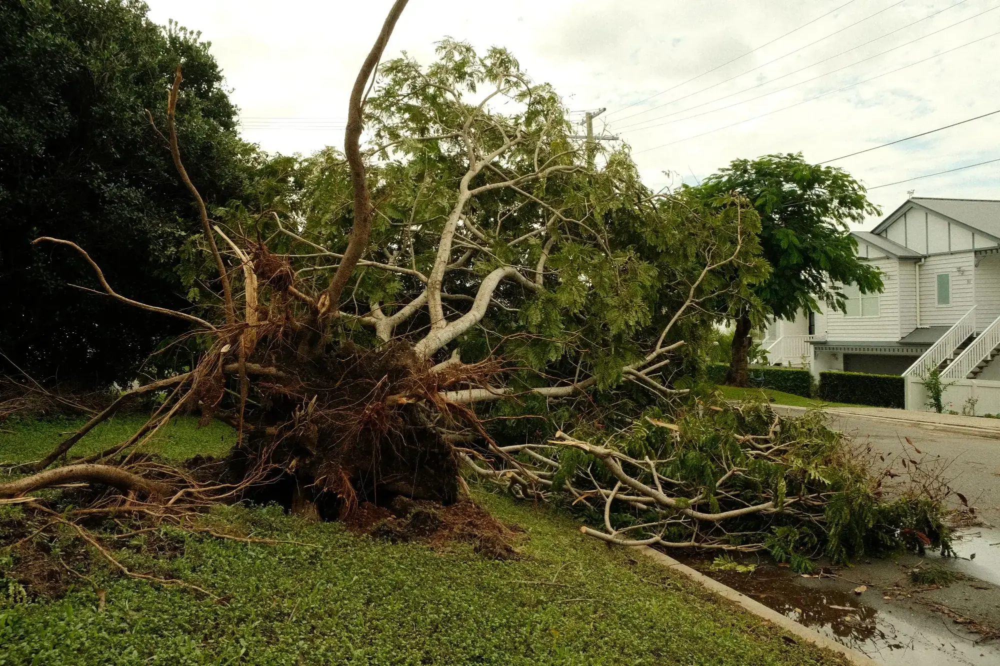 A tree uprooted by a storm, lying across a front lawn beside a house