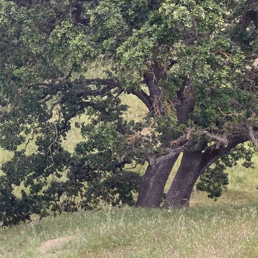Valley oaks spreading over a grassy hillside in Northern California