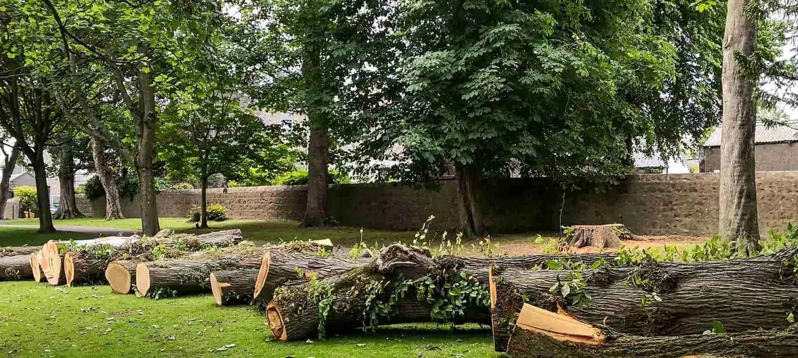 Freshly cut tree rounds stacked on a green lawn after a tree removal